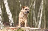 BORDER TERRIER 002